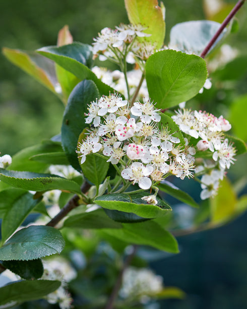 Black Chokeberry
